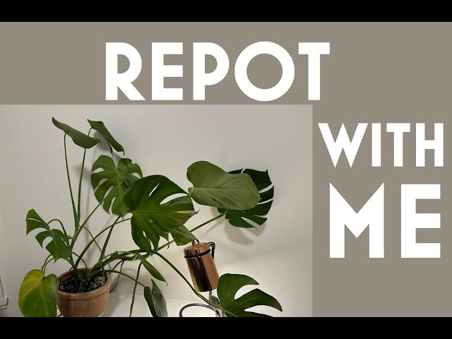 How to Fix a Leaning Monstera: Repotting Step-by-Step