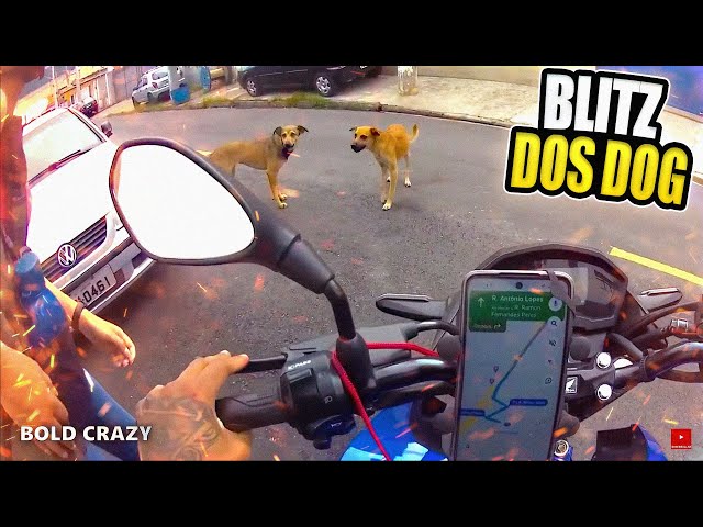 Fatos Inusitados no Trânsito - Blitz dos Doguinho (EP.03)