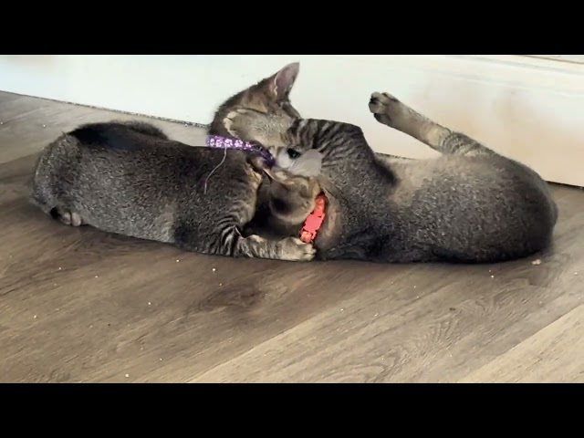 Cute Cat Play At Home