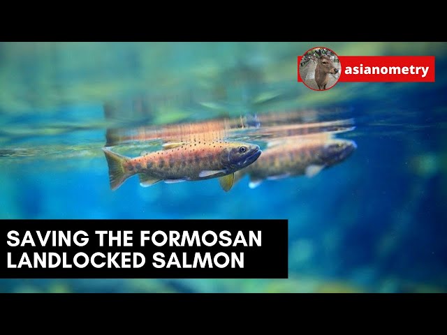 Saving the Formosan Landlocked Salmon