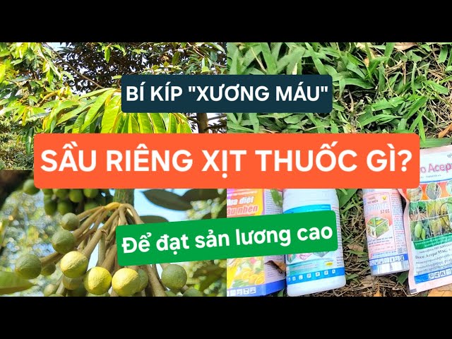 Sầu riêng xịt thuốc gì? Các loại trị rầy, dưỡng bông, già lá "RẺ TIỀN - HIỆU QUẢ" | Trạm Nông Nghiệp