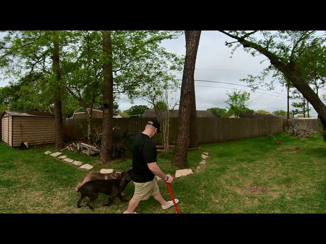 360 (HD) Cane Corso service dog off-leash walking, how to training.