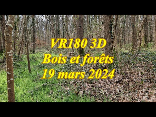 2024   VR180 3D   NATURE Bois et Forêts   19 mars