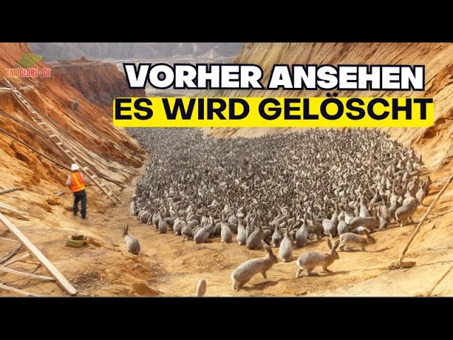 Eine Million Kaninchen ENTFESSELT in der Wüste… Was DANN geschah, ist UNGLAUBLICH! Dokumentation