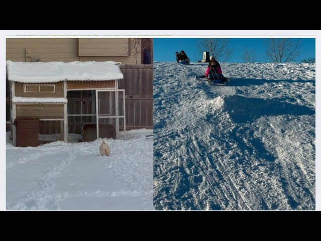 Enjoy The Most On Snow Day Sledding Winter Wonderland | Watch Chickens Walk On Snow To Coop #fun