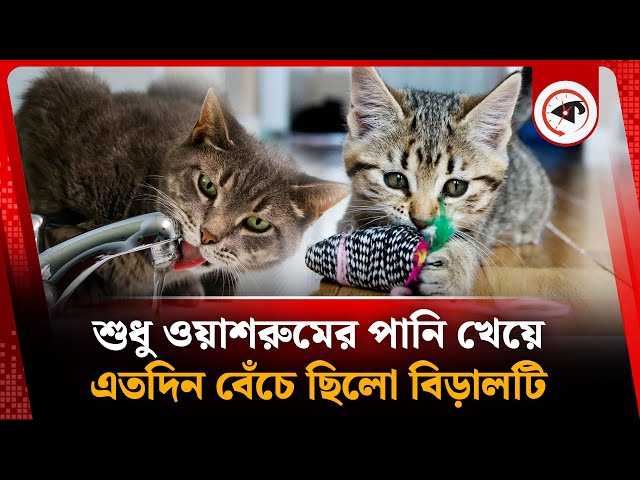 অলৌকিক ভাবে বিড়ালটির বেঁচে থাকার গল্প | The Cat's Survival Story | Kalbela