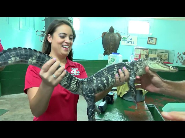 KARK Road Tour: Alligator Farm