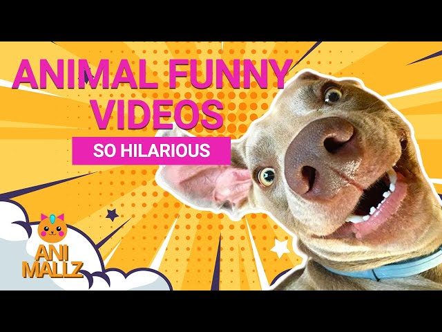 Animal funny videos 2022 ♥ Best Funny Animal Videos 2022 Compilation #2 | Animallz