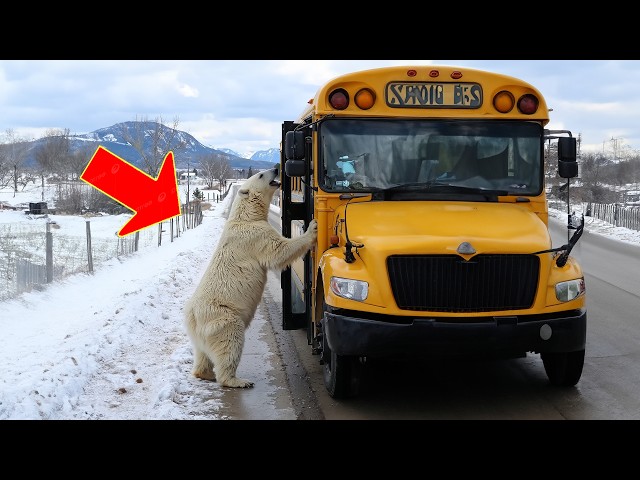 Polar bear blocks a school bus, driver cries when he finds out why