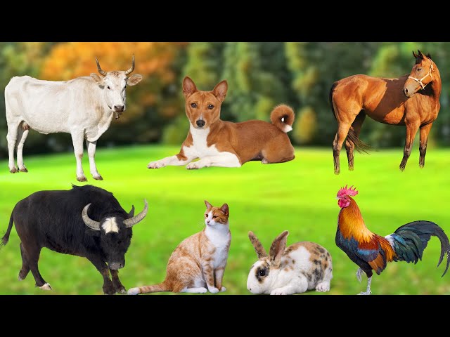 Farm Animal Food : Dog, Sheep, Rabbit, Cat, Buffalo, Chicken, Duck, Pig, Goat - Animal Sounds