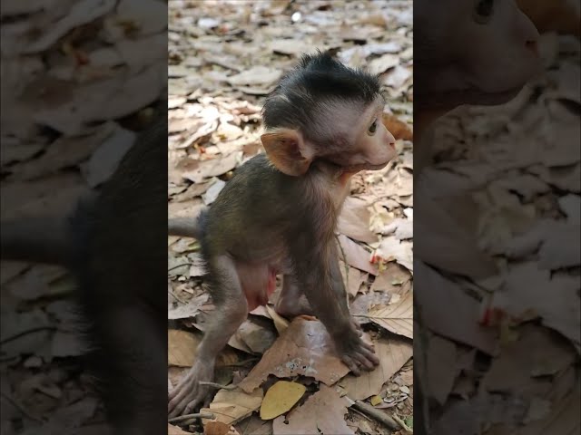 Charming Infant Monkey Delights with Playful Antics