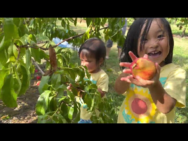 Nectarines picking