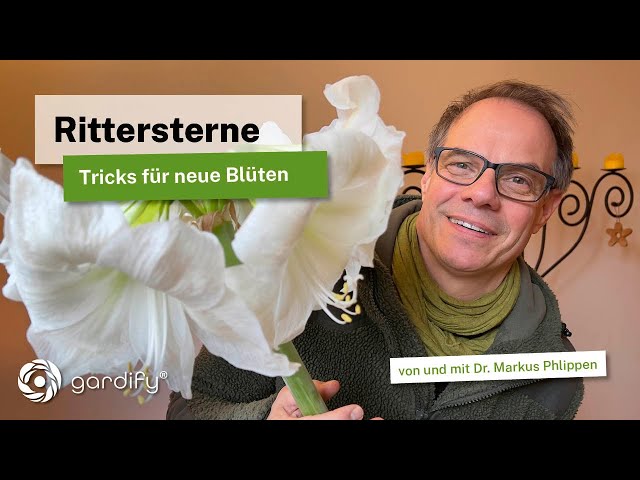 Ritterstern (Hippeastrum) - Prachtvolle Blüten nach erfolgreicher Ruhephase, Amaryllis - das Update