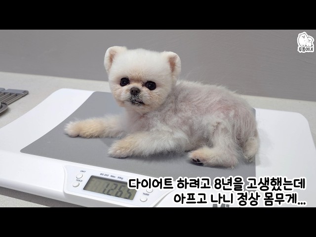 My Chubby Puppy Lost Weight and Reached 1.2kg! I Can Feel Her Bones, and it Breaks My Heart