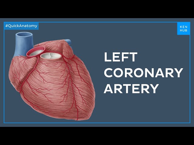 Left coronary artery and its branches - Quick Anatomy | Kenhub