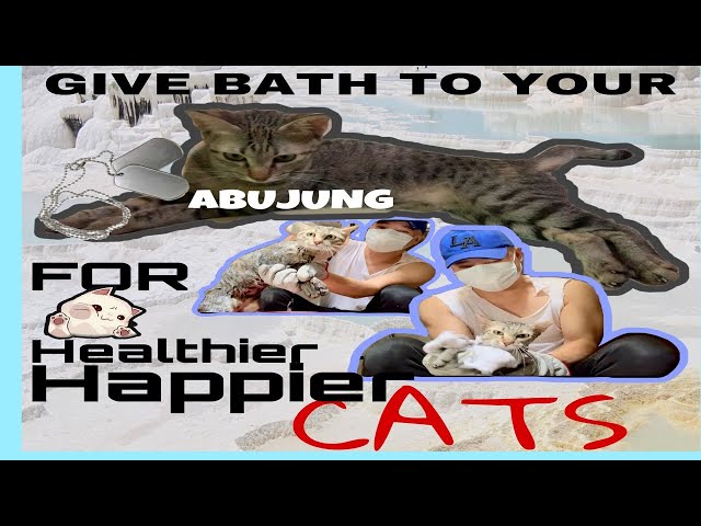 HOW TO GIVE BATH/BATHING TO A CATS SIMPLEST AND SAFEST WAYS.