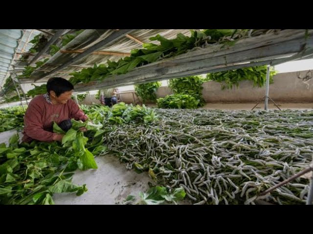 Luxurious silk processing in Factory : Making of Silk thread from silkworm cocoons | Sericulture