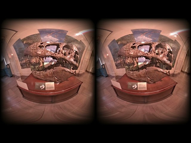 CALF VR Smithsonian T-Rex skull