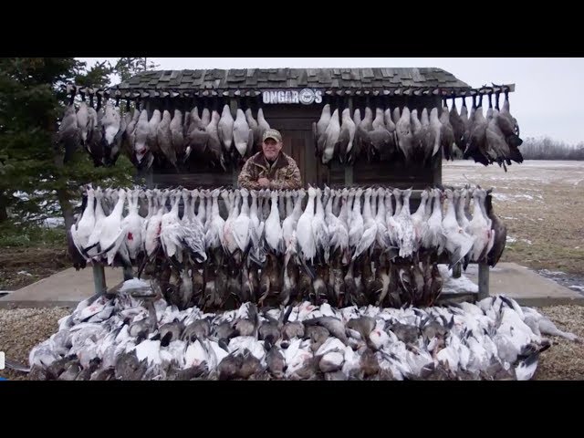 Hired to Hunt Season 3 #10:  Everyone Remain Calm. Duck and Goose Hunting.  Limit hunts in Alberta