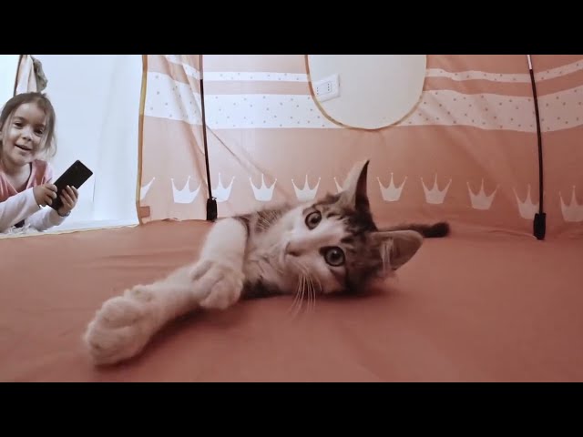 6 Hours of Most Beautiful and Cute Cats Video