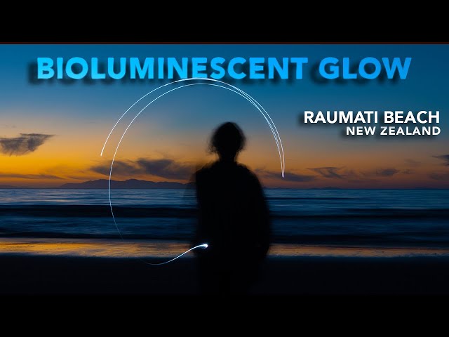 Bioluminescent Plankton Glow at Raumati Beach | New Zealand Travel 2025