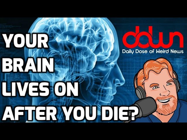 Your brain lives on after you die – and 13 other weird news stories! * #DailyDoseOfWeirdNews #DDWN