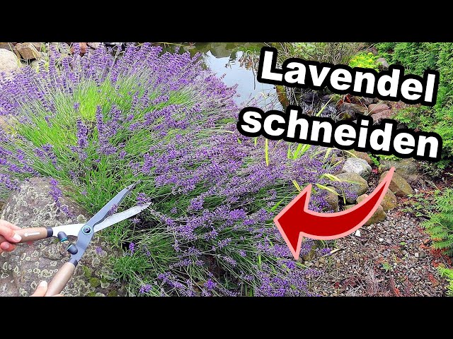 Warum du deinen Lavendel jetzt nach der 2/3 Methode schneiden musst!