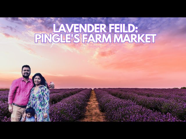 Exploring Lavender & Strawberry Field in Toronto: A Pleasant Surprise| English Subtitle