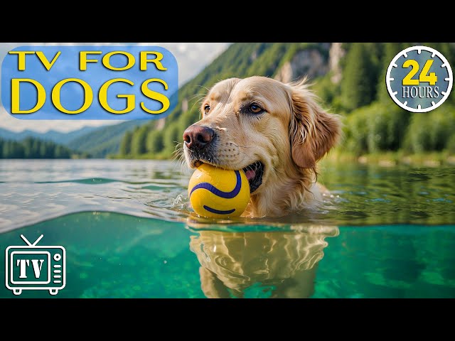 🔴 [LIVE] Dog TV: Best Soothe Dog's Anxiety - Fast-Boredom Busting Videos with Music for Dogs (NEW)