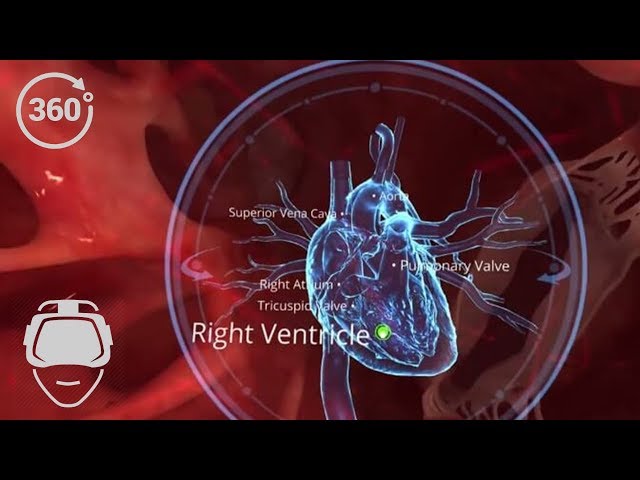 VR 360 Human Body : Circulatory System | Virtual Reality | Biology | VR in School