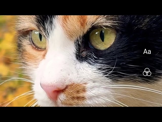 Funny cats 🐈#cat #catlover #cute #catkitten #kitten #funny #sweet #shortvideo #shortsvideo #shorts