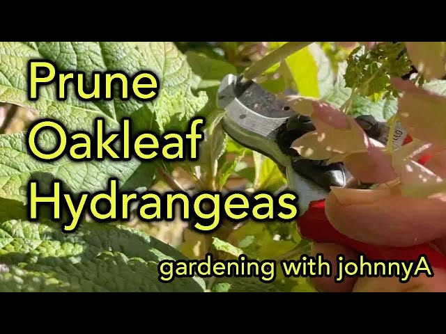 How To Prune Oak Leaf Hydrangea - Plus Deadheading - Hydrangea quercifolia