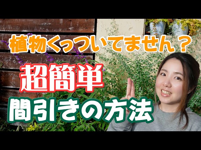 【秘訣】植えた植物の間引きの方法　花壇のお手入れ　植え込み【ガーデニング】開花園チャンネル