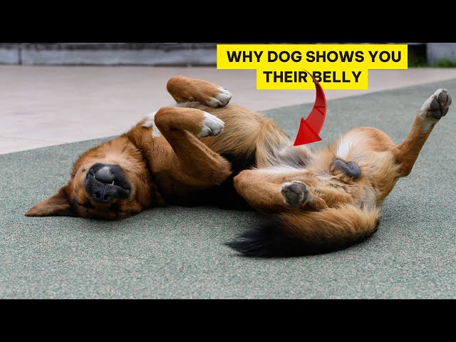 Shocking: The Real Reason Your Dog Shows You Their Belly