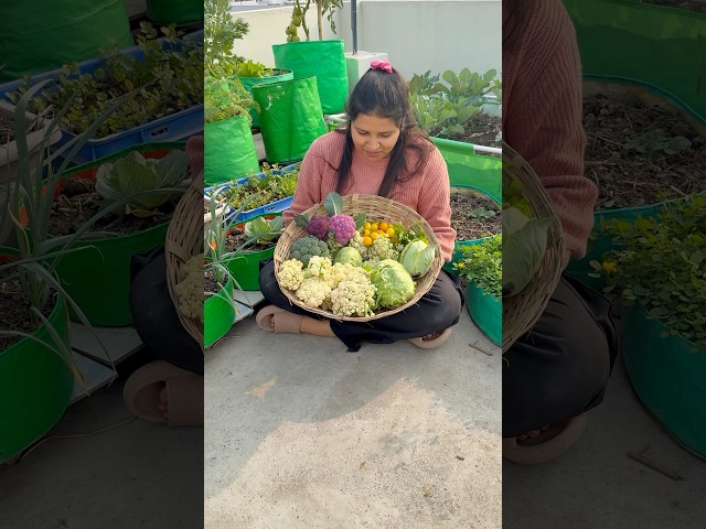 Today’s vegetable harvest #harvest #gardening #youtubeshorts