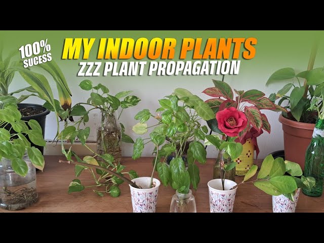 My indoor plants at Dubai Flat | SimplySunuVlogs