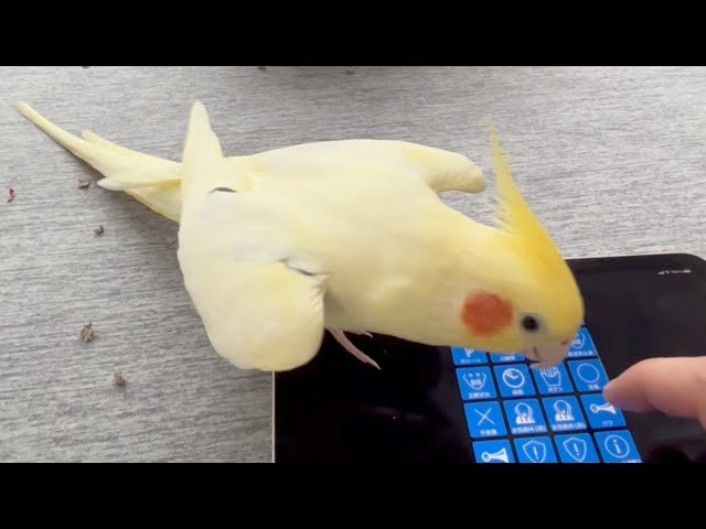 効果音アプリを楽しむオカメインコ　Cockatiels Enjoy Sound Effect Apps