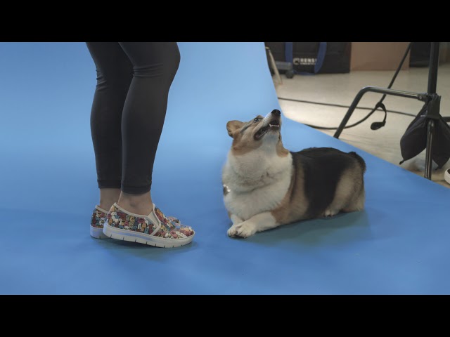 NURSE MATES - BEHIND THE SCENES - FURRY FRIENDS COLLECTION - POTATO THE CORGI