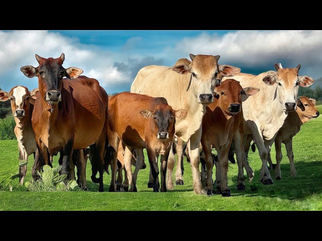 Video Cows shepherd in green pasture - Cows Sounds in nature