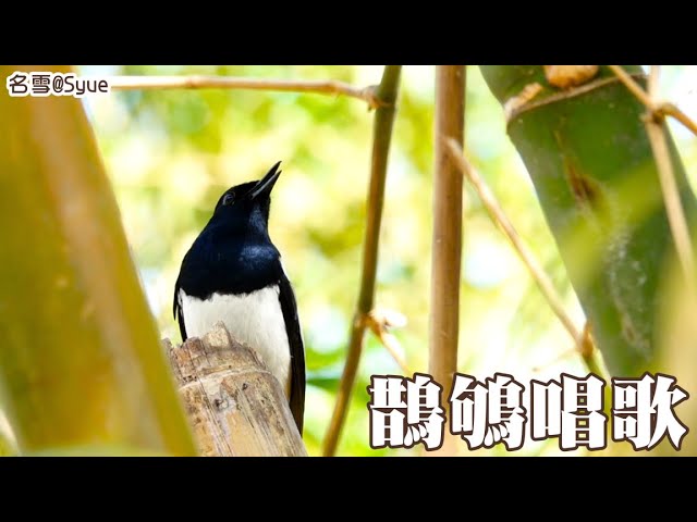 20250201①｜鵲鴝唱歌｜Oriental Magpie-Robin, Taipei, Taiwan