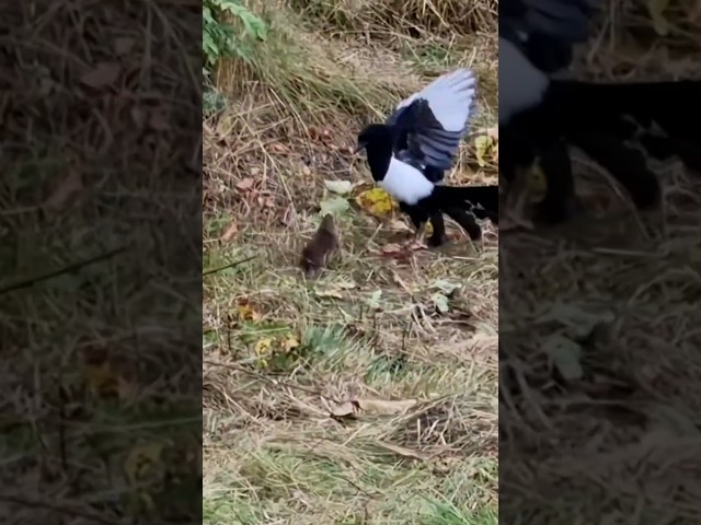 Magpies are birds of prey 🙂