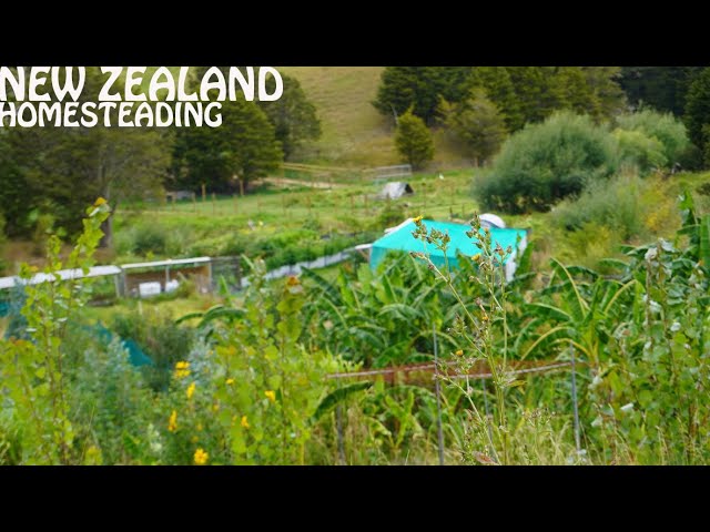 Something looks different on our New Zealand Homestead (vlog)