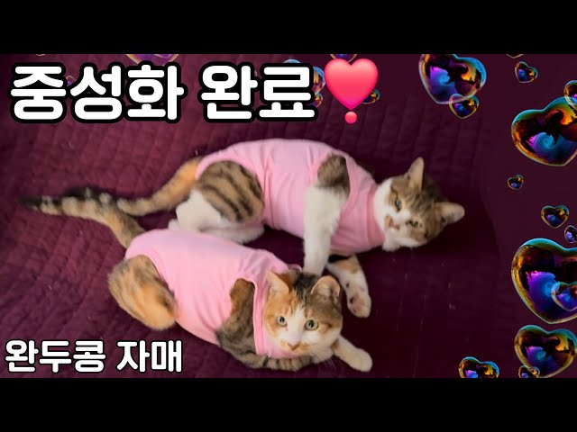 [완두와 콩이] 완두콩 자매 중성화 완료!  수고했다 아그들. #고양이 #삼색냥이 #자매냥이 #시골냥이 #중성화 #블랑월드