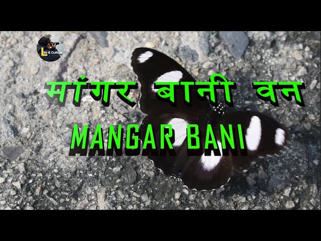 दिल्ली से  सिर्फ 34 कि.मी दूर खूबसूरत पहाड़ी मांगर बानी  MANGAR BANI FORREST ( VILLAGE)