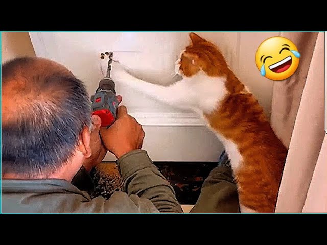 The Most Viral Cats moments ever! 😂 Funny Cat Videos 2025 😹