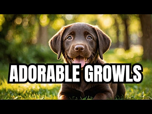 Heart-Melting: Cute Growling Chocolate Labrador Puppy 🐶 #PuppyLove