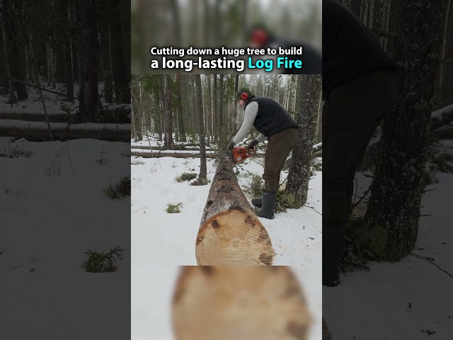 Cutting down a tree with a chainsaw to build a long-lasting log fire #camping  #bushcraft #survival