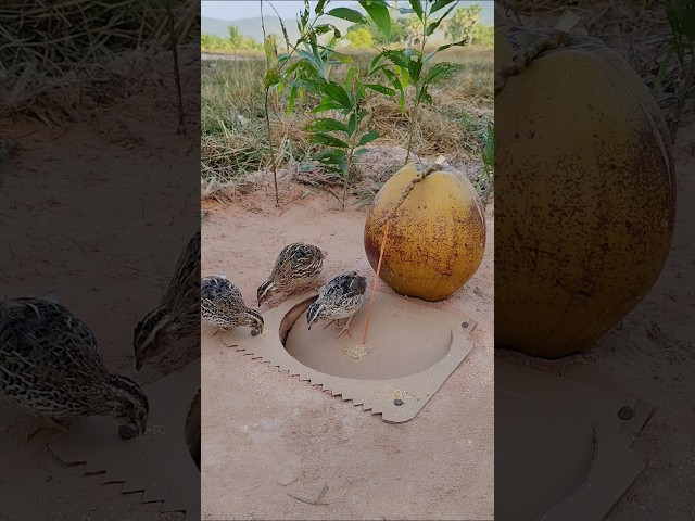 Simple bird trap - Quail trap #shorts