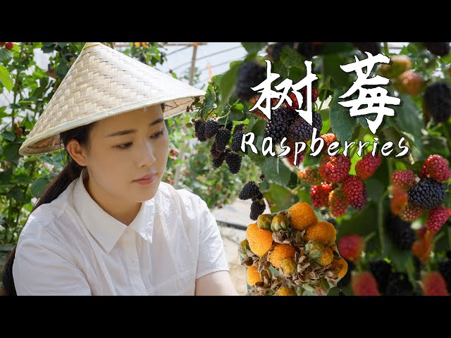 Raspberries, the sweet little fruits we used to climb mountains to find as kids.【滇西小哥】