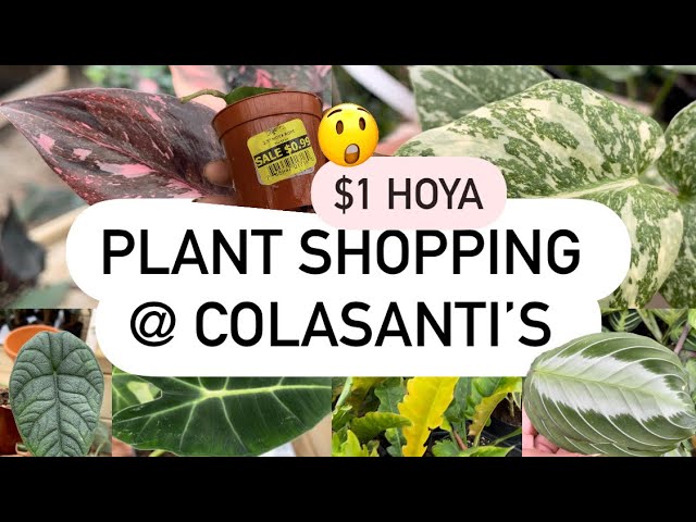 Plant Shopping - I Bought WAY Too Many Plants… Best Plant Prices Ever?!!🤗 @COLASANTI’S